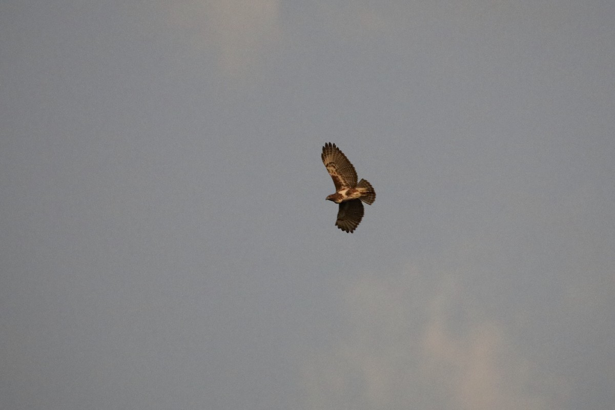 Madagascar Buzzard - ML647233695