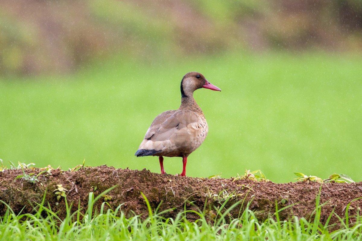 Brazilian Teal - ML647233697