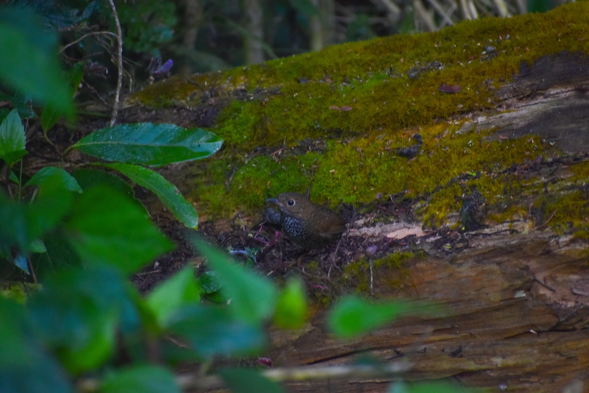 Scaly-breasted Cupwing - ML647233700