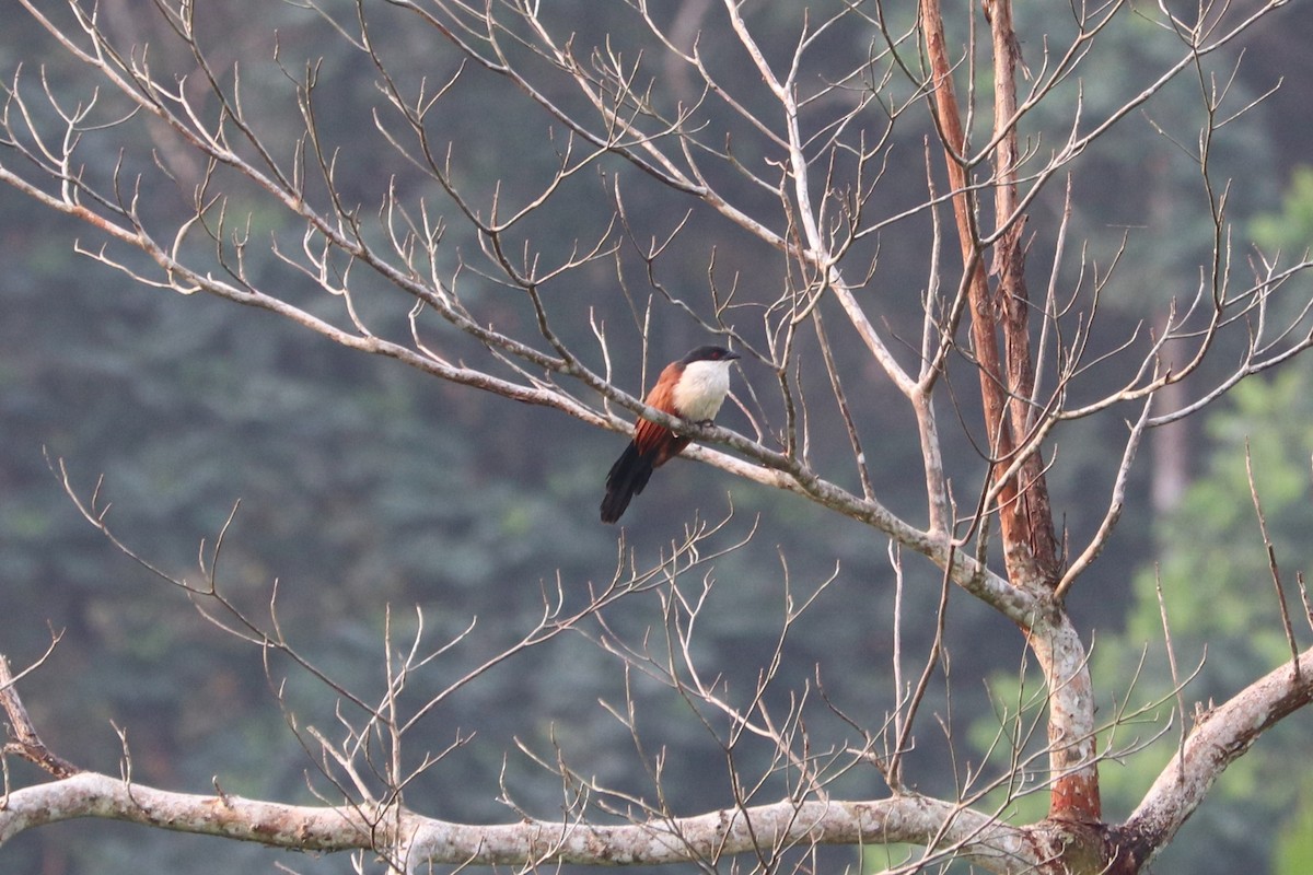 Senegal Coucal - ML647233702