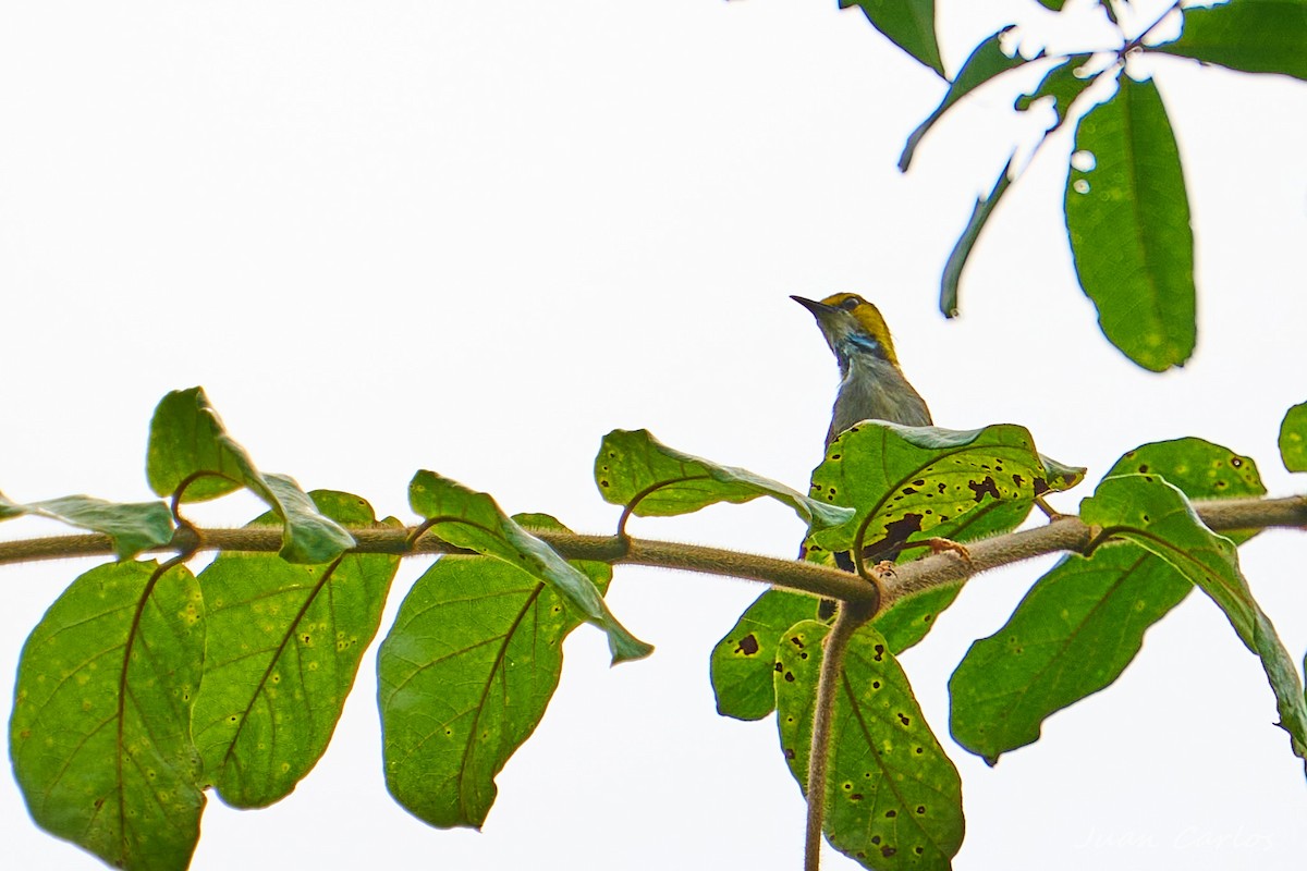 Yellow-browed Camaroptera - ML647233713