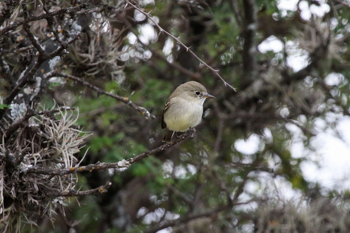 Gray Flycatcher - ML647233729