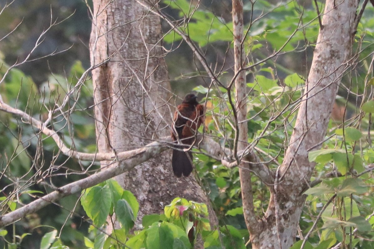 Senegal Coucal - ML647233730