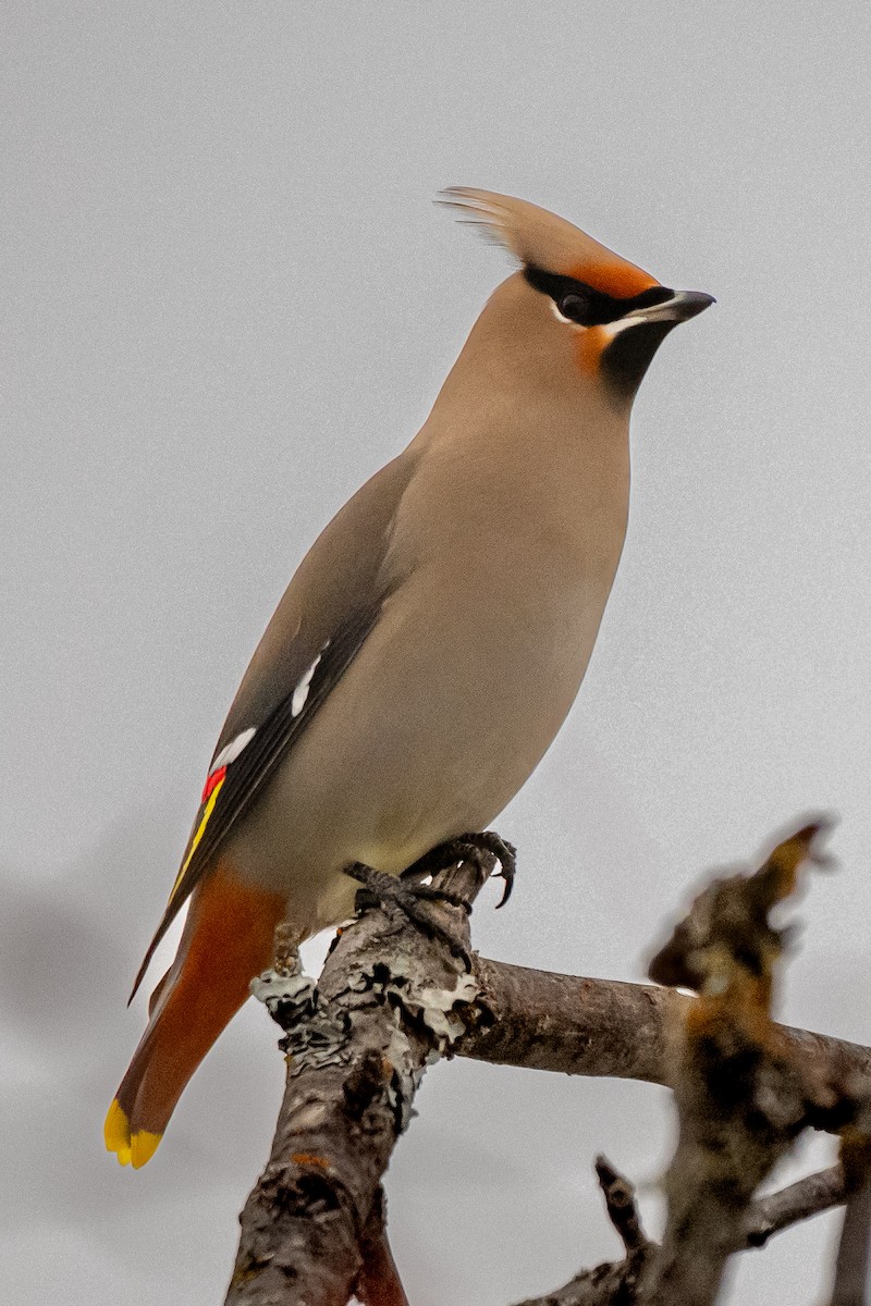 Buztanori boreala - ML647233731