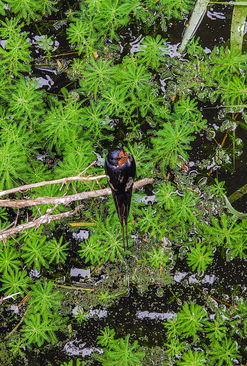 låvesvale - ML647233736