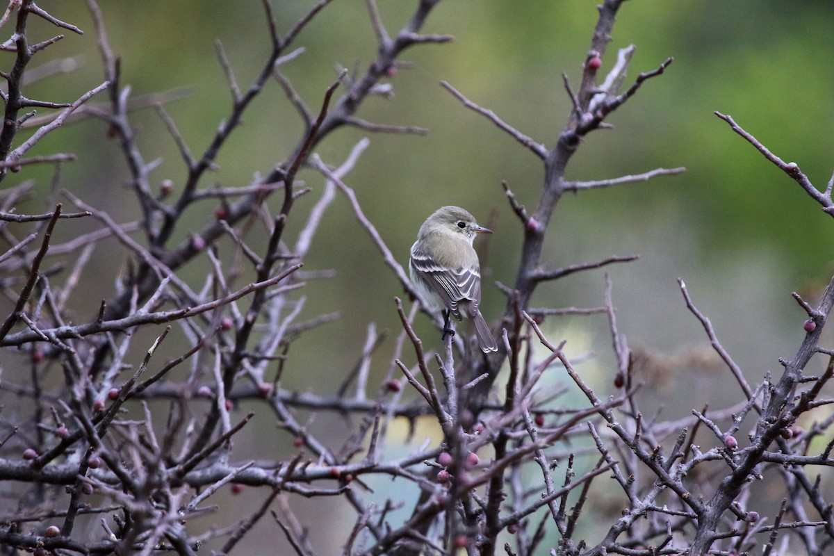 Gray Flycatcher - ML647233737
