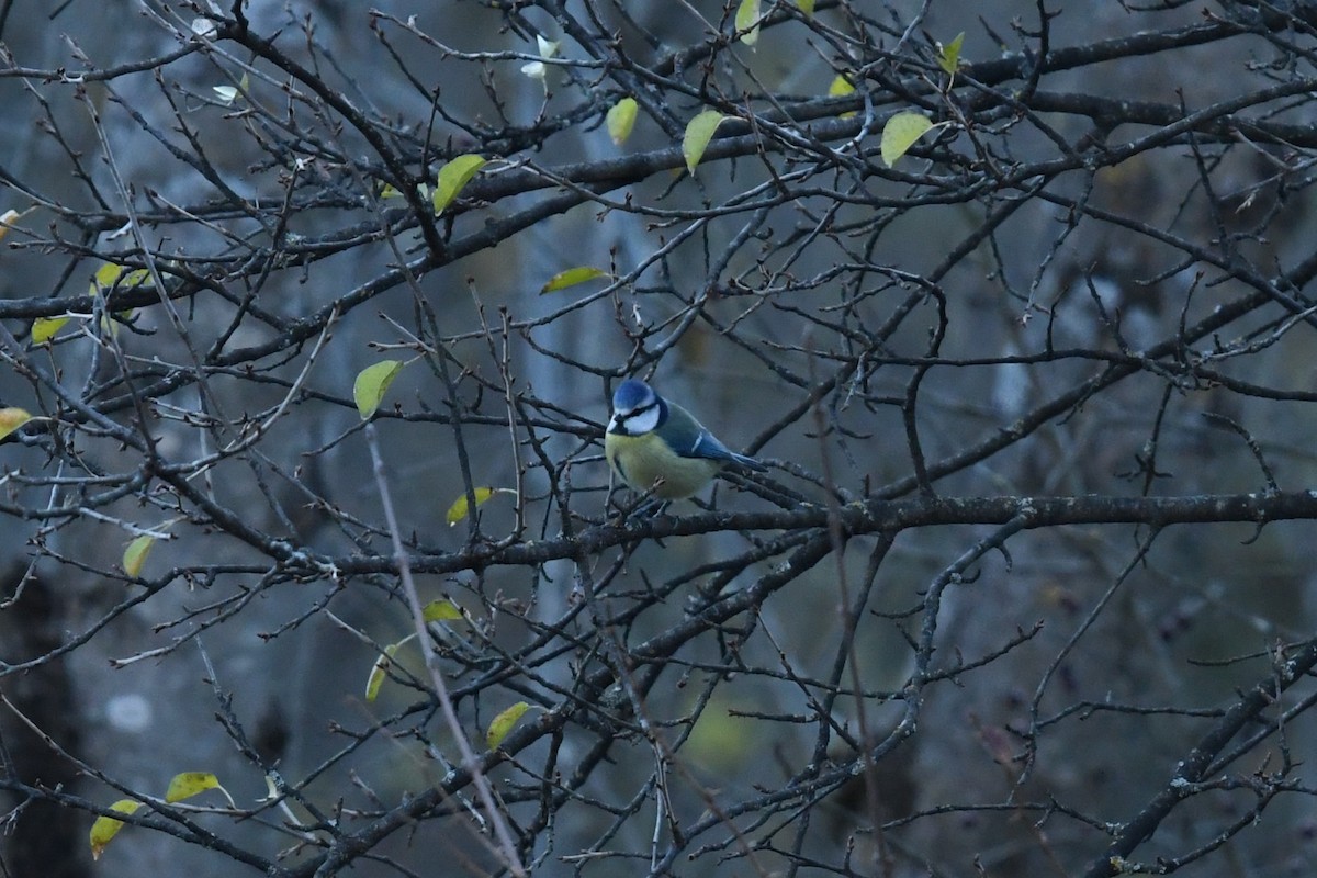 Herrerillo Común - ML647233742