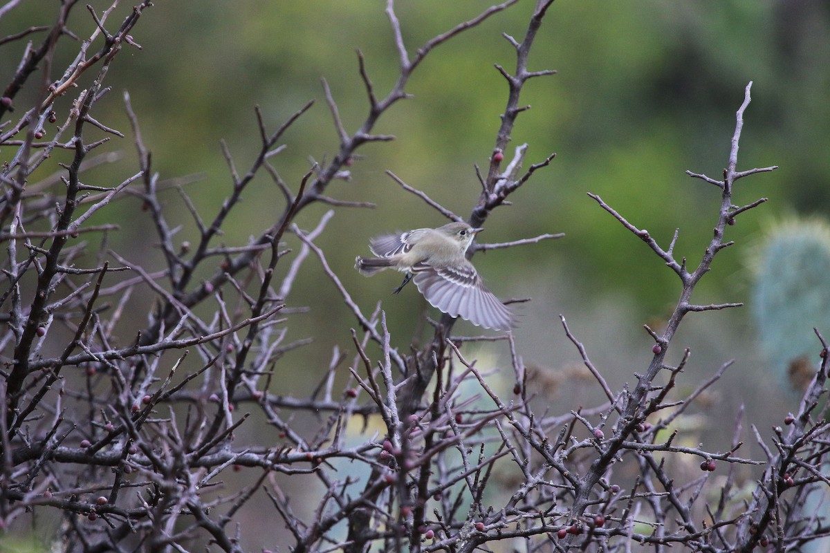 Gray Flycatcher - ML647233743