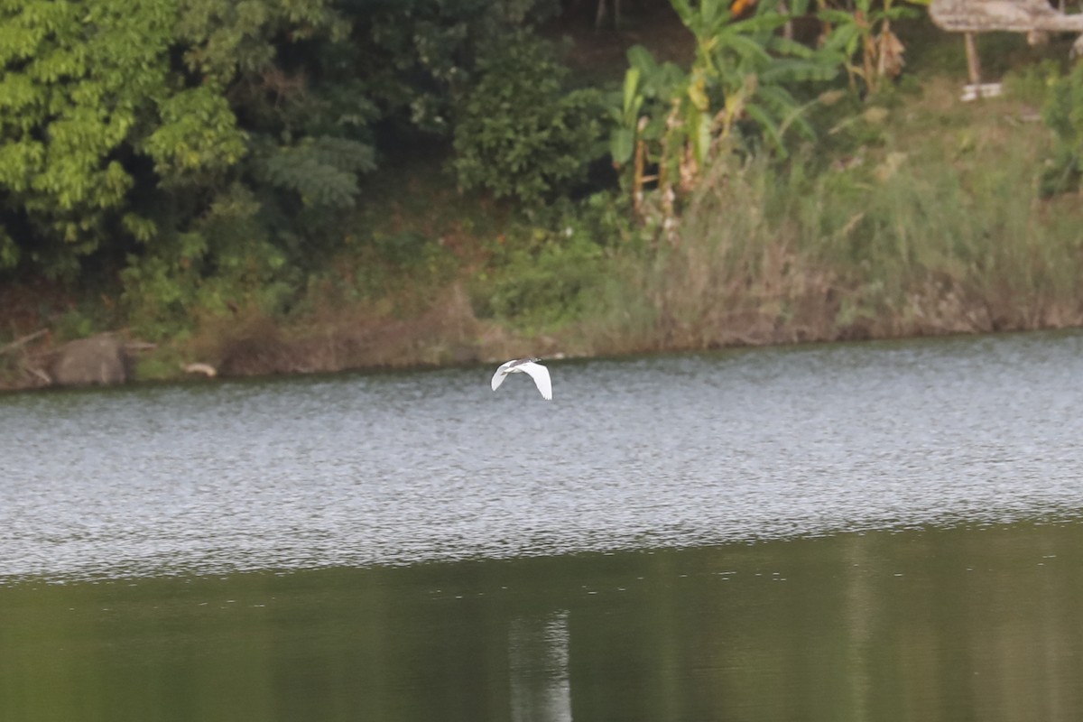 Squacco Heron - ML647233747