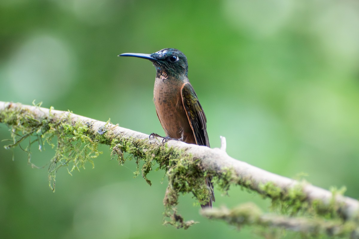 Fawn-breasted Brilliant - ML647233762
