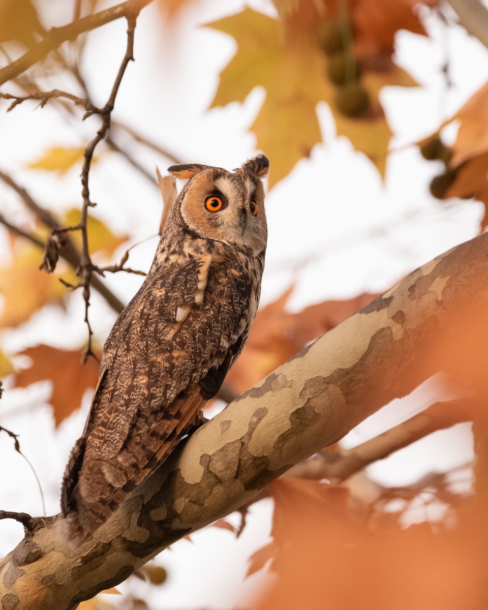 ינשוף עצים - ML647233793