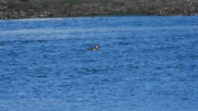 Синьга євразійська - ML647233804