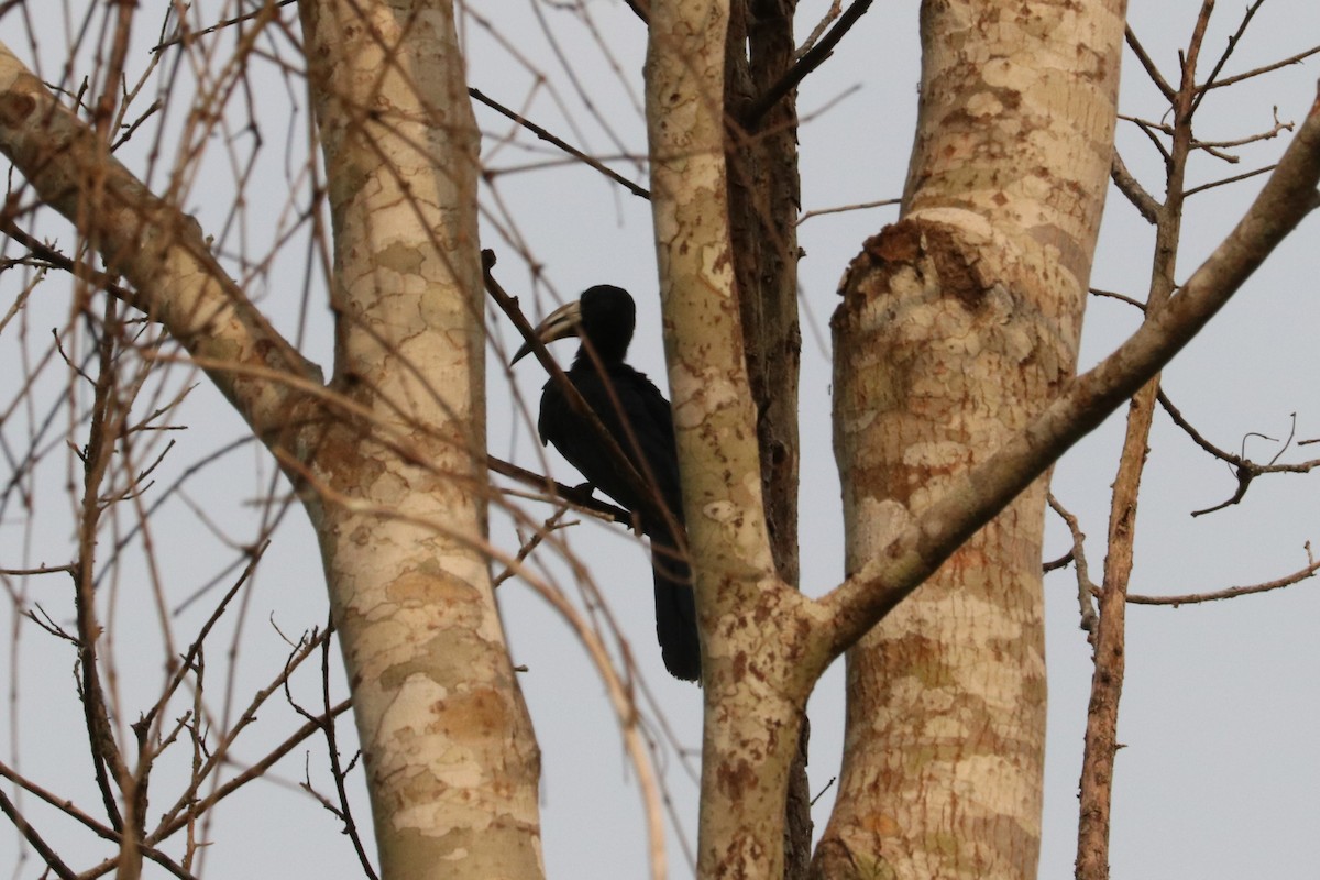 West African Pied Hornbill - ML647233810