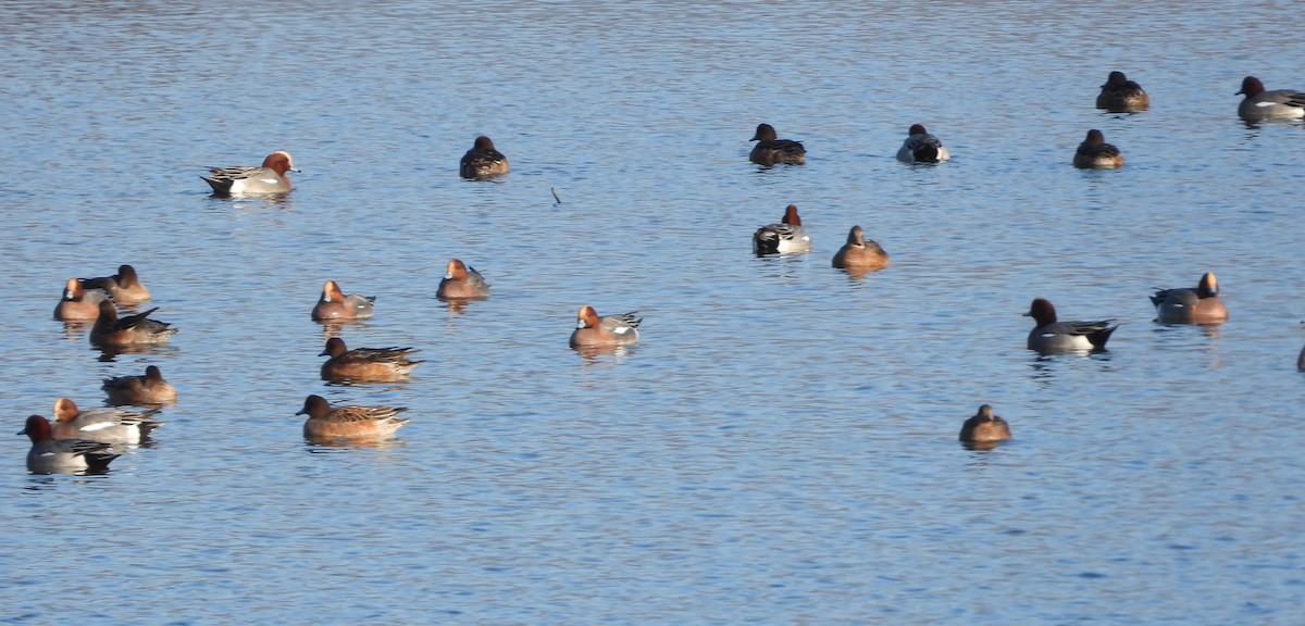 Свищ євразійський - ML647233811