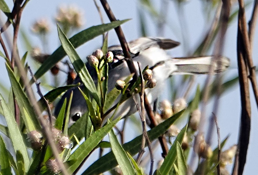 Gökrengi Bitkuşu - ML647233812