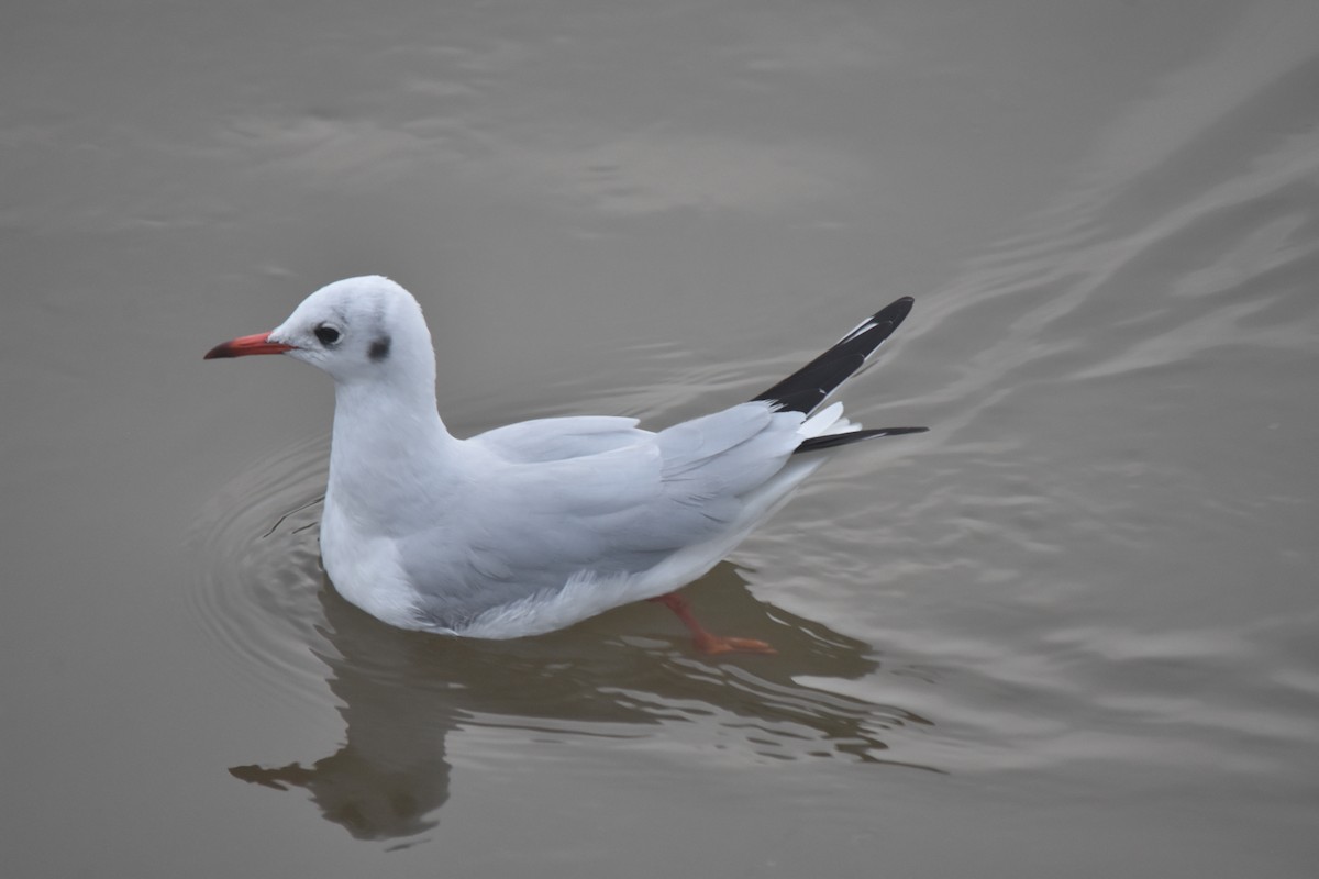 紅嘴鷗 - ML647233813