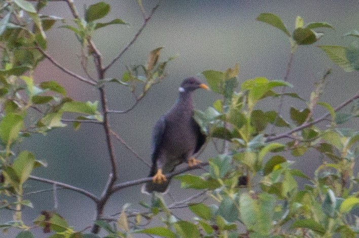 holub pruhoocasý - ML647233818