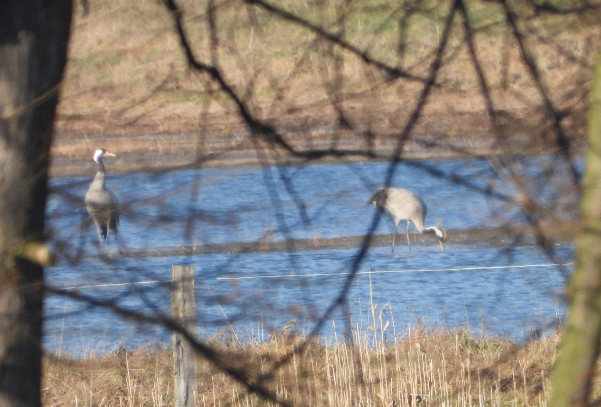 Журавель сірий - ML647233822