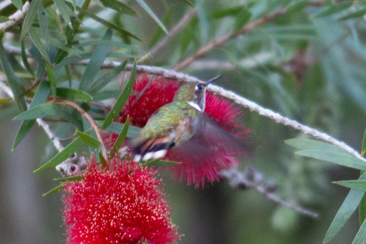 kalypta jiskřivá - ML647233825