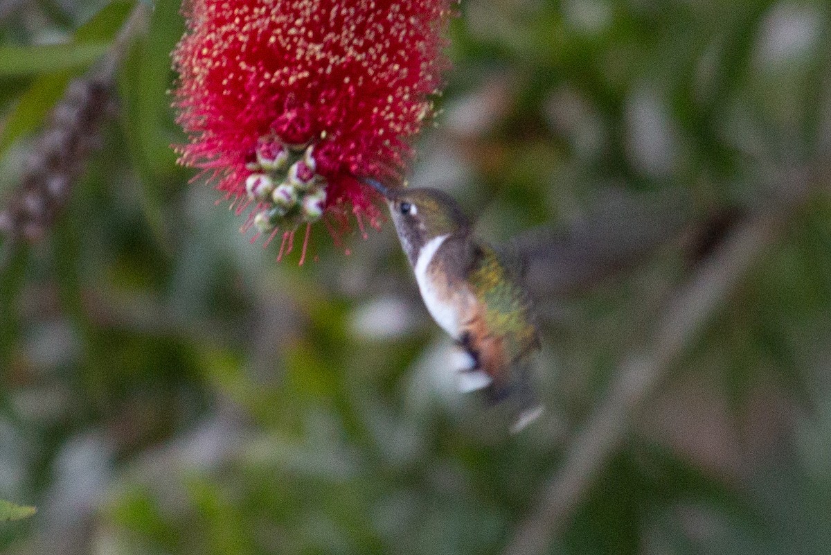 kalypta jiskřivá - ML647233826