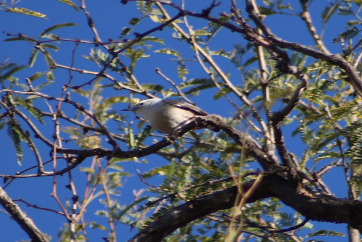 White-breasted Nuthatch - ML647233832