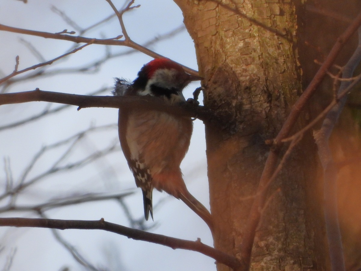 Дятел середній - ML647233839