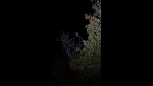 Пугач віргінський - ML647233842