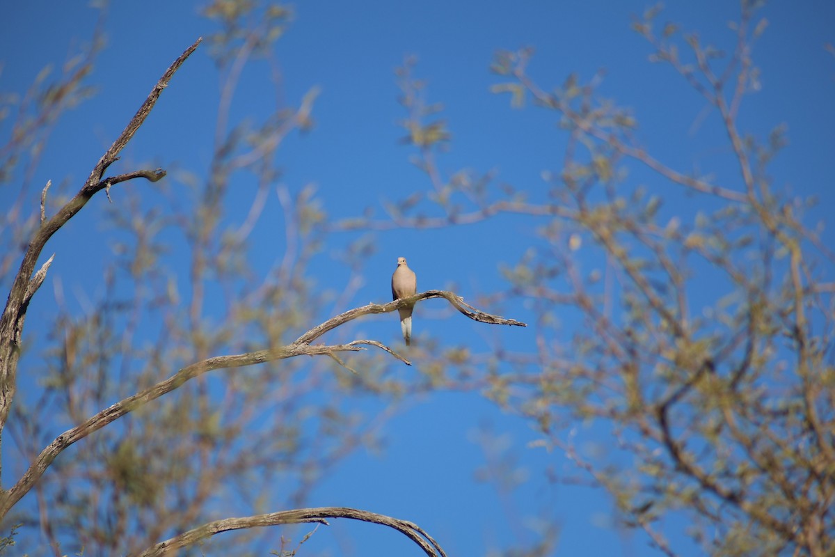 Mourning Dove - ML647233856
