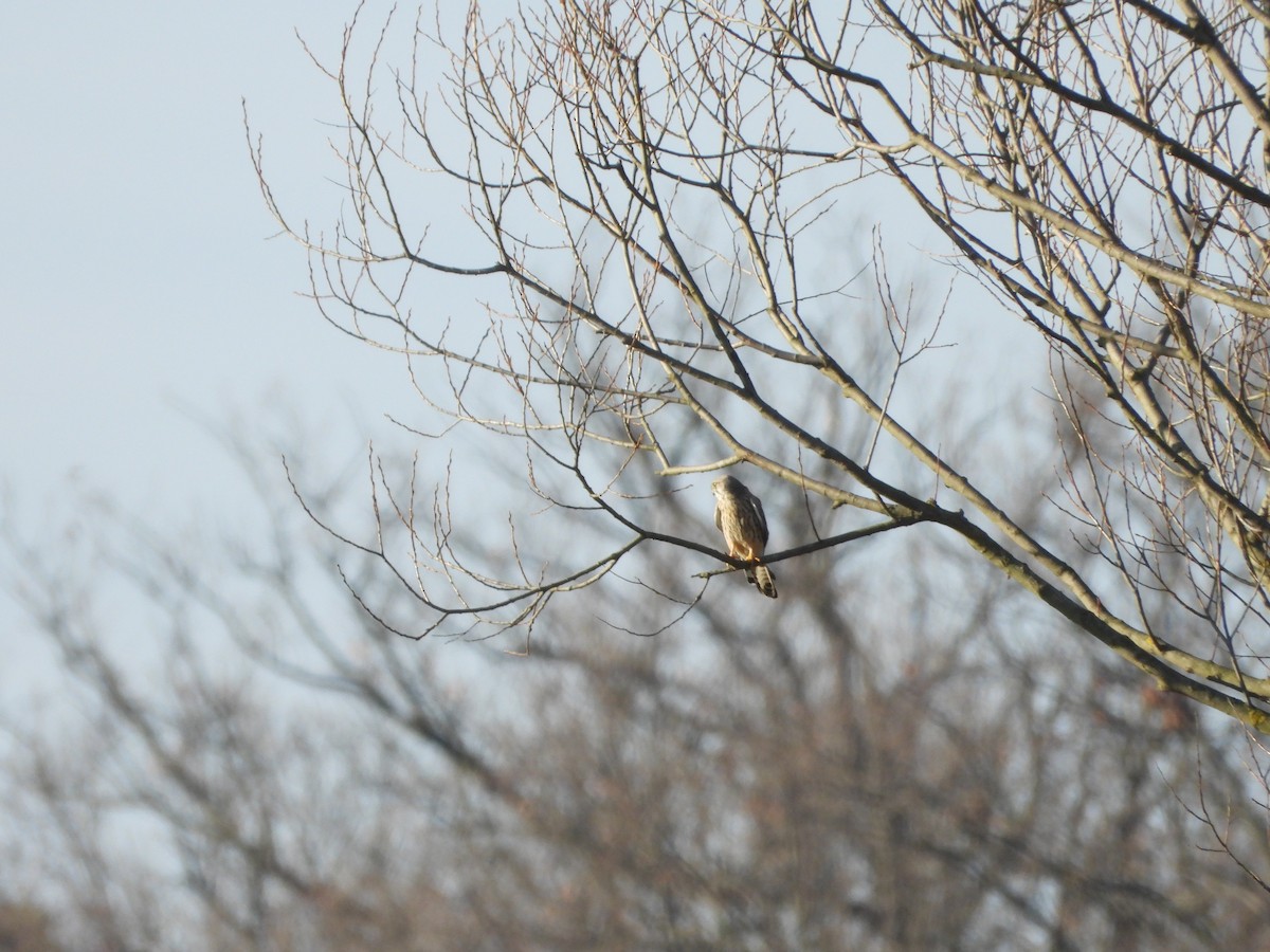 Боривітер звичайний - ML647233857
