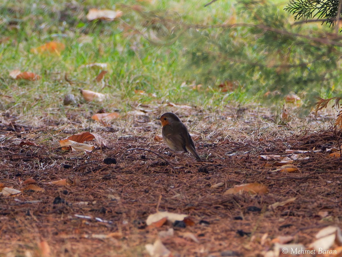 European Robin - ML647233866
