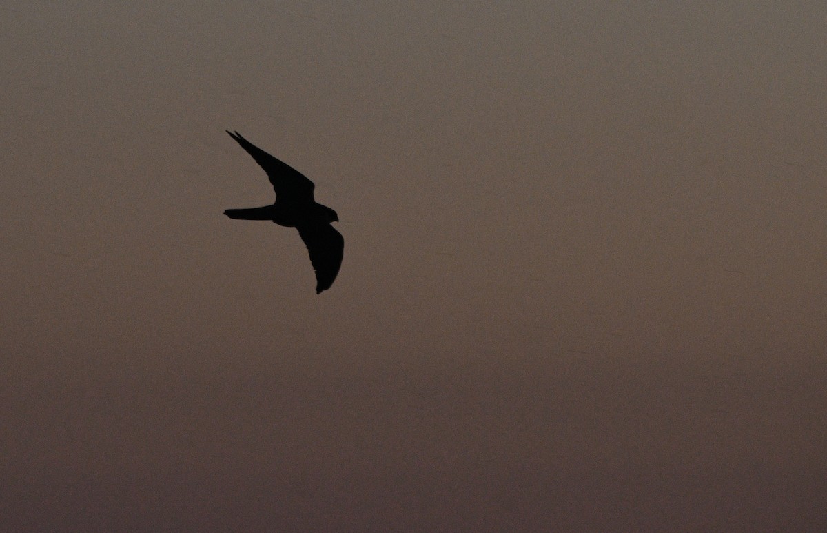 בז עצים - ML647233870
