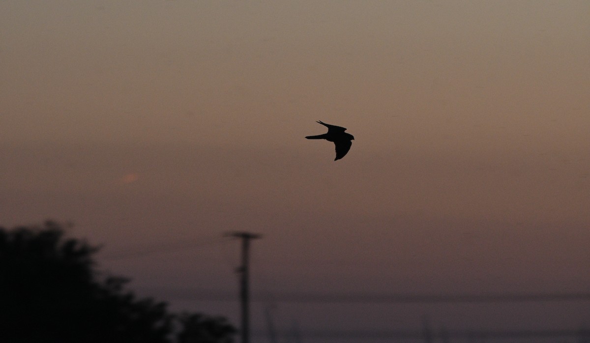 בז עצים - ML647233871