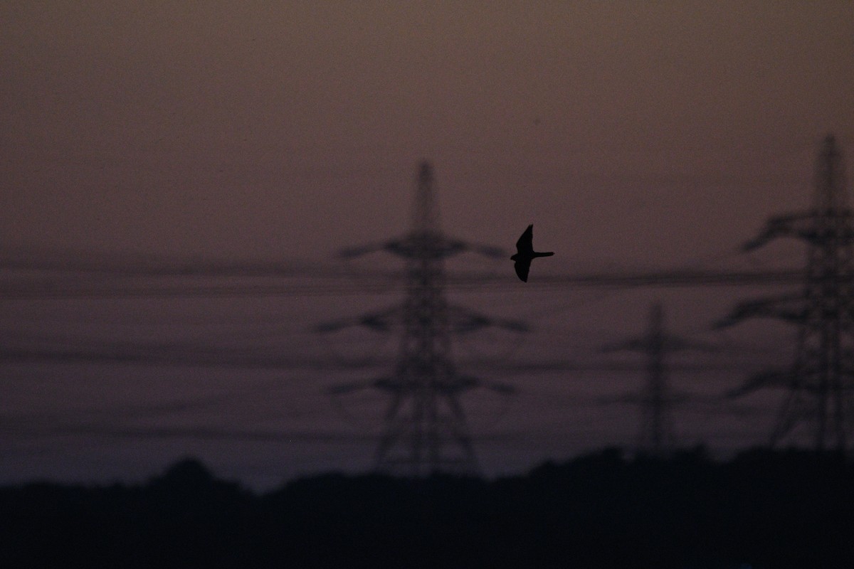 בז עצים - ML647233873