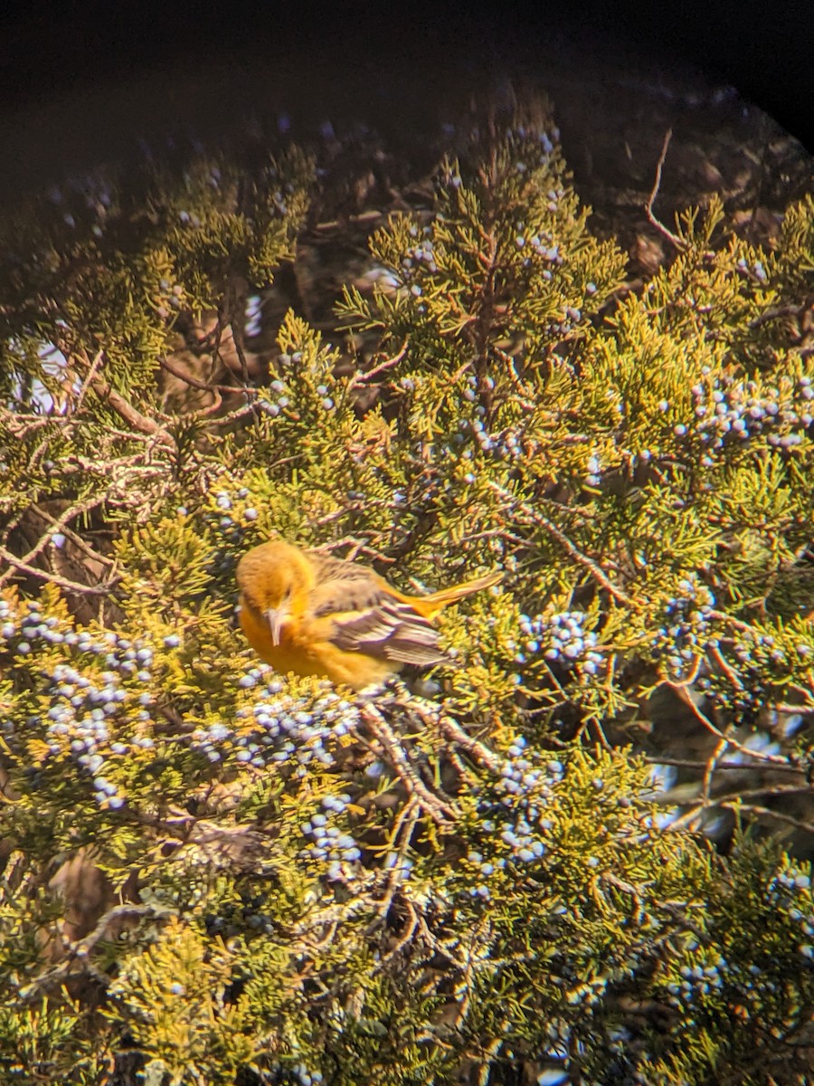 ボルチモアムクドリモドキ - ML647233874