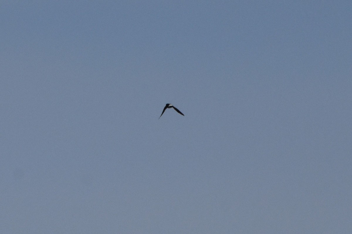 Хүрээний хараацай - ML647233878