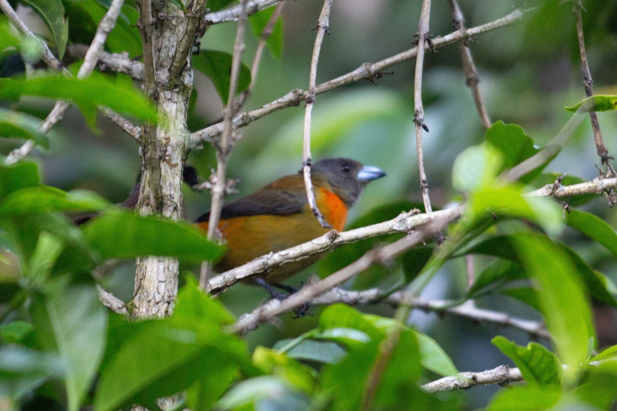 Scarlet-rumped Tanager (Cherrie's) - ML647233889