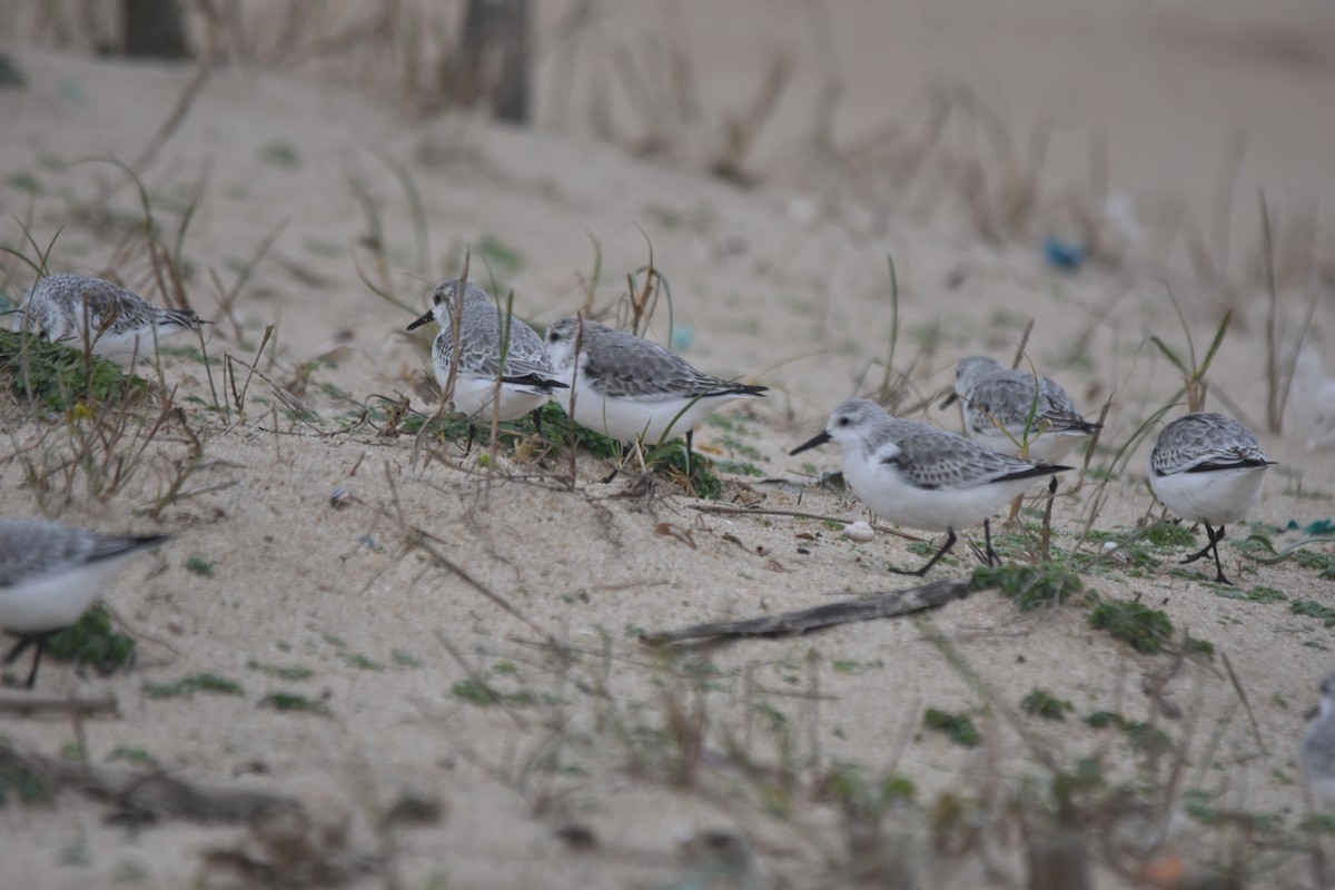 Песчанка - ML647233897
