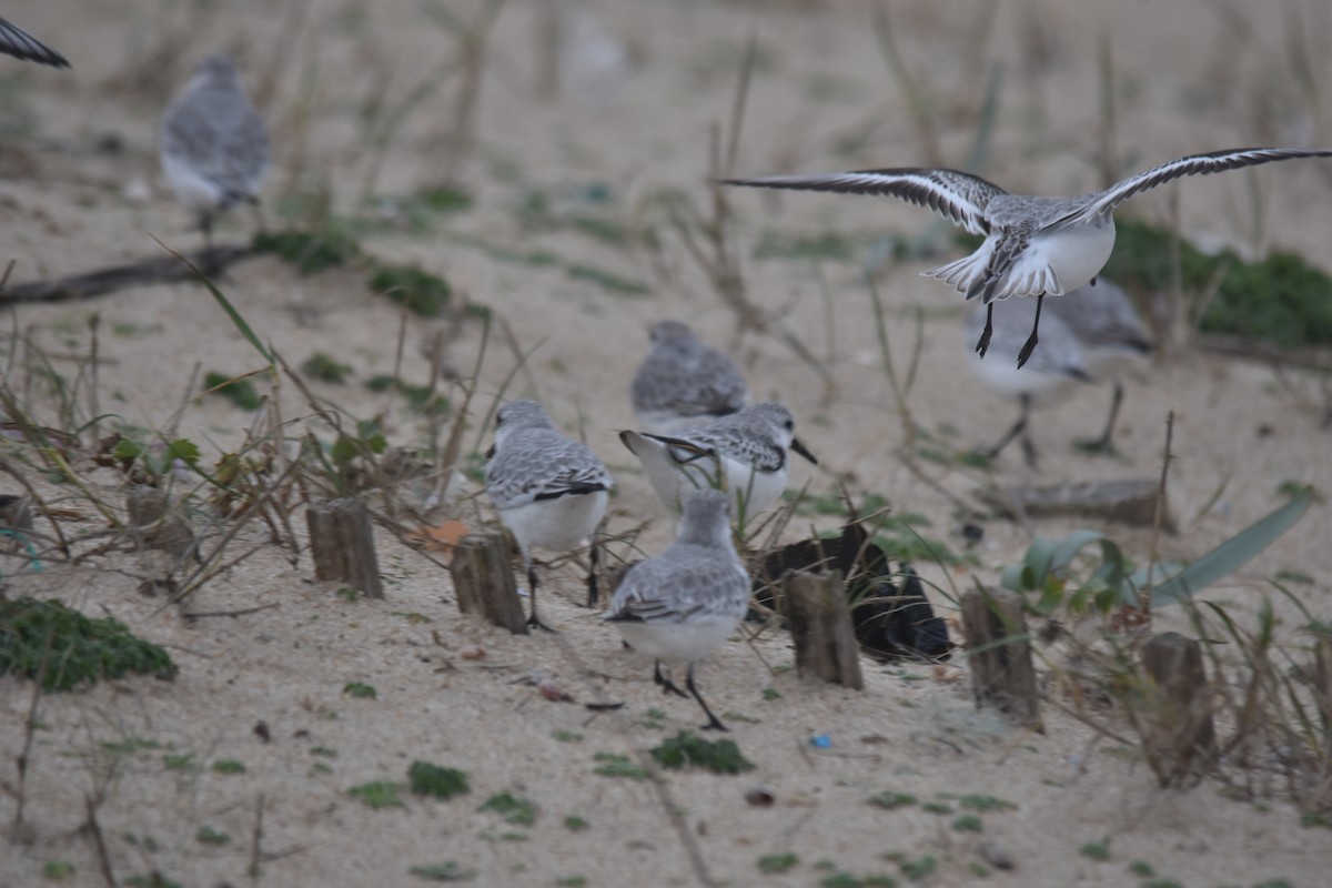 Песчанка - ML647233898