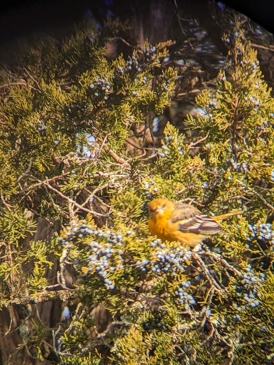 ボルチモアムクドリモドキ - ML647233899