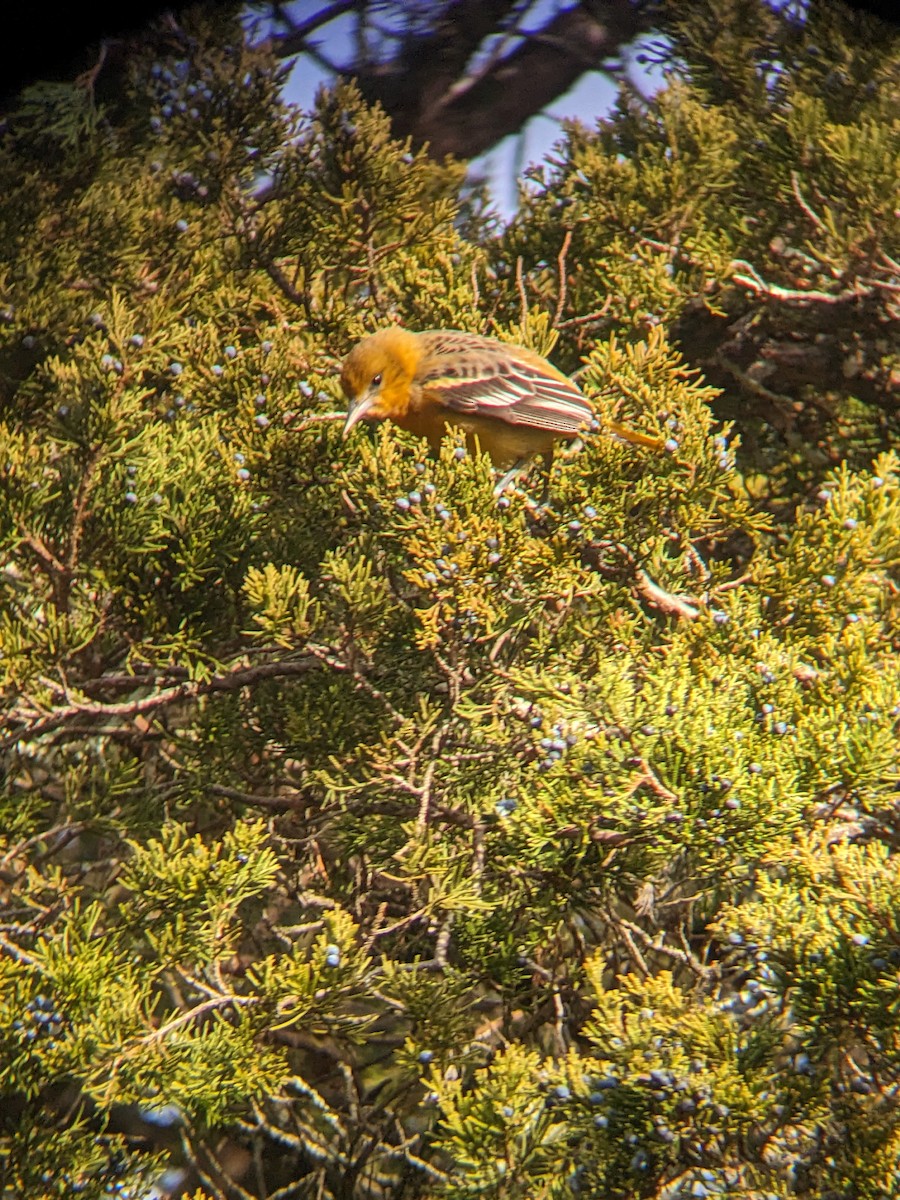 ボルチモアムクドリモドキ - ML647233901