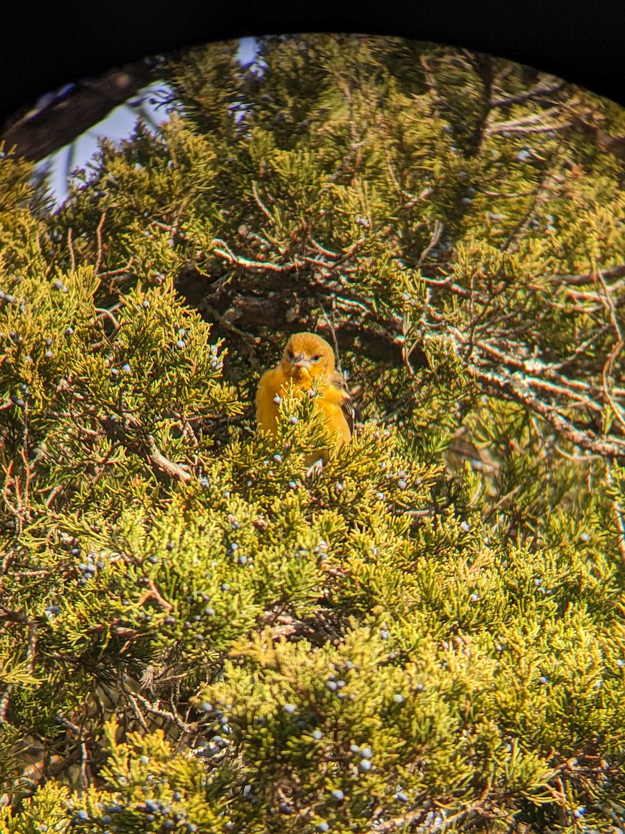 ボルチモアムクドリモドキ - ML647233904