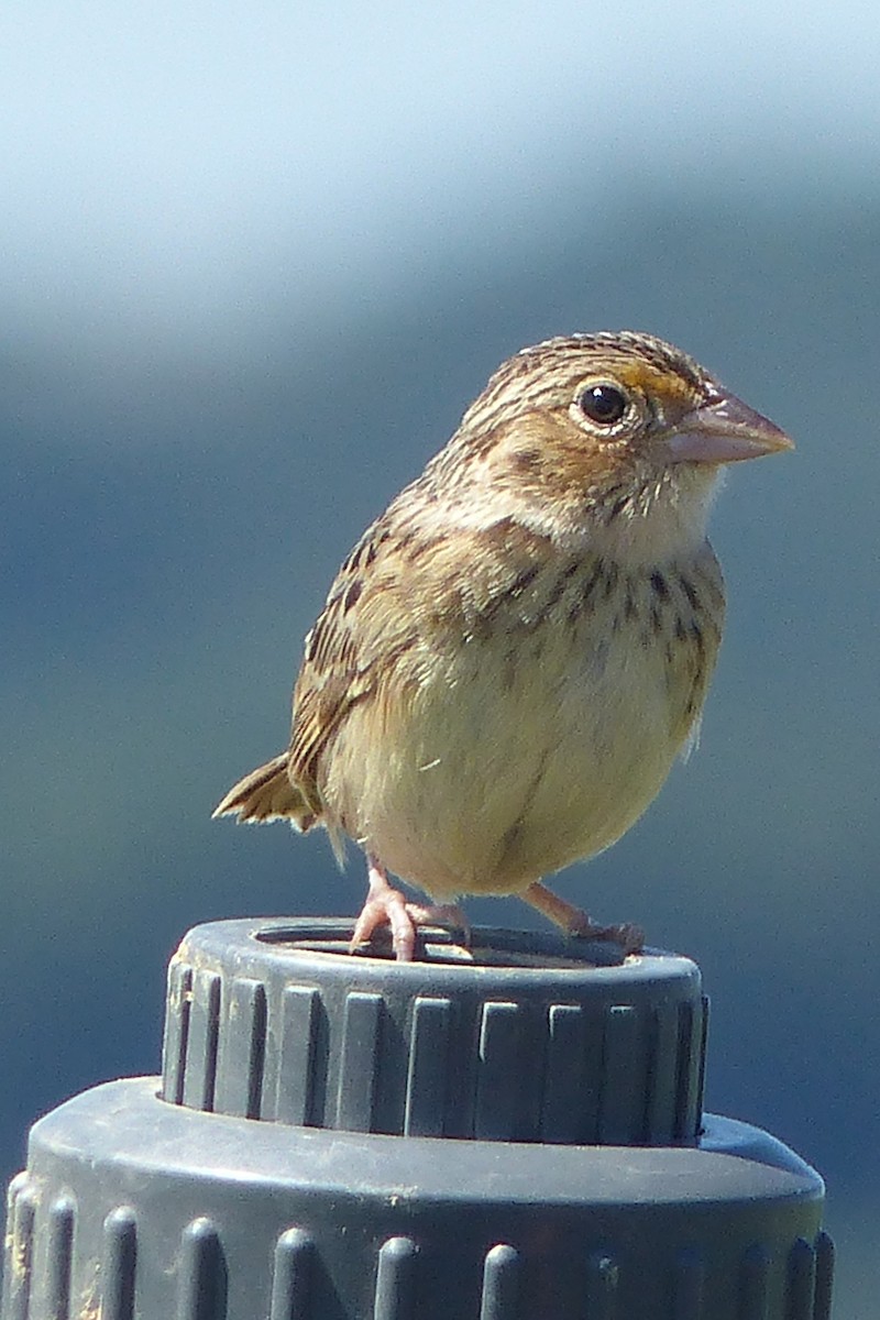Grasshopper Sparrow - Sherman Suter