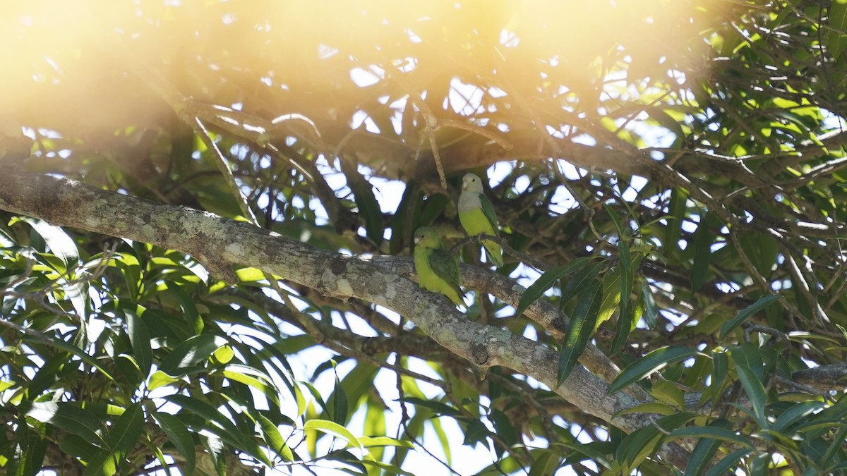 Gray-headed Lovebird - ML647233910