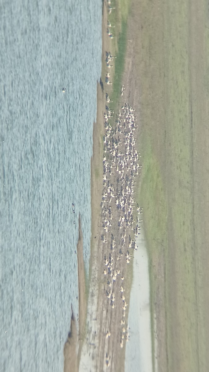 Гуска гірська - ML647233929