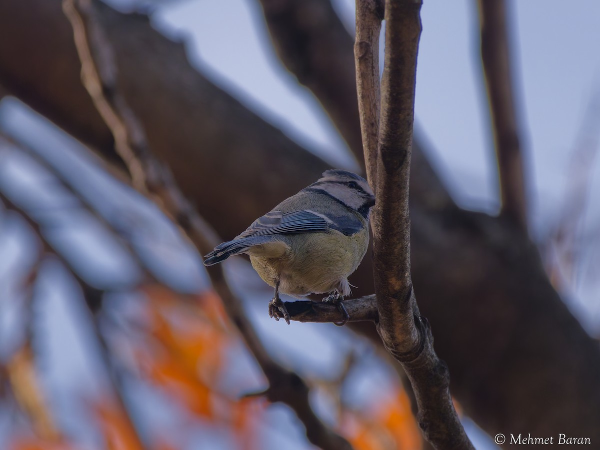 Herrerillo Común - ML647233941