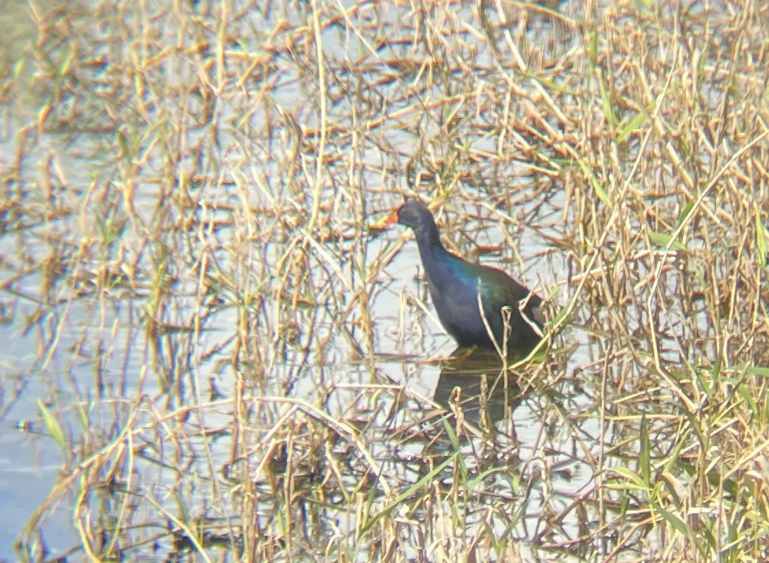 Purple Gallinule - ML647233946