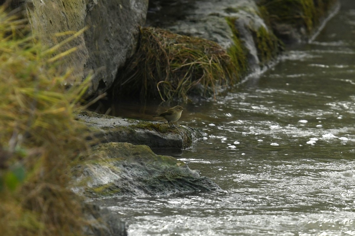 Common Chiffchaff - ML647233977