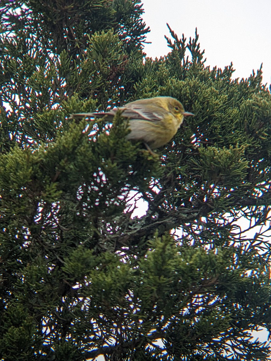 Pine Warbler - ML647233983