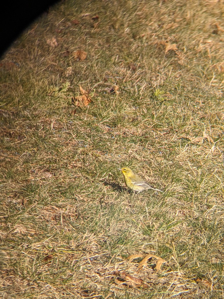 Pine Warbler - ML647233984