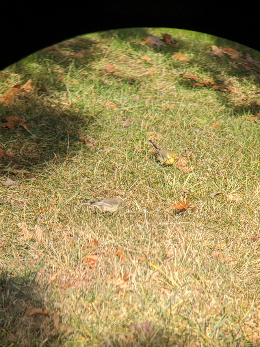 Pine Warbler - ML647233986